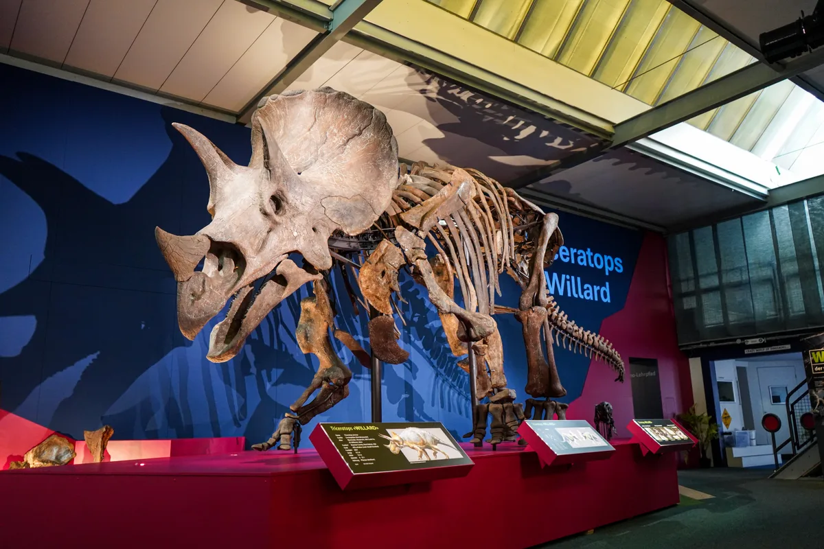Triceratops Willard folgte auf T-Rex-Dame Trinity. Er ist der grösste je gefundene Triceratops. (Archiv) Man sieht das Skelett eines Triceratops.